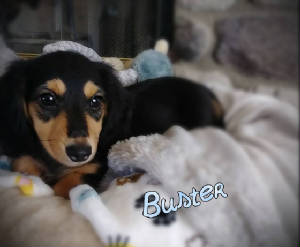 buster11wks.jpg