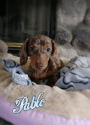pablo9.21.jpg