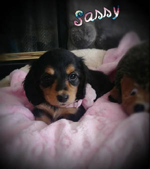 sassy6wks.jpg