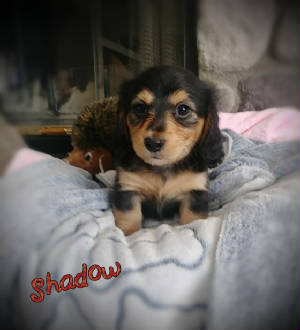 shadow6wks.jpg
