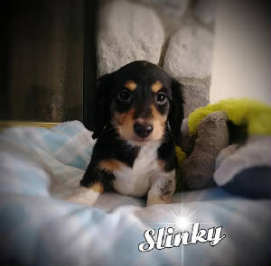 slinky7.10.jpg