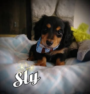 sly7.10.jpg