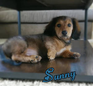 sunny615.jpg