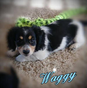 waggy7.10.jpg